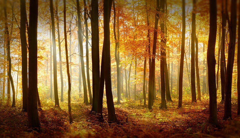 Auto et habitation : mettez-vous à l’automne !