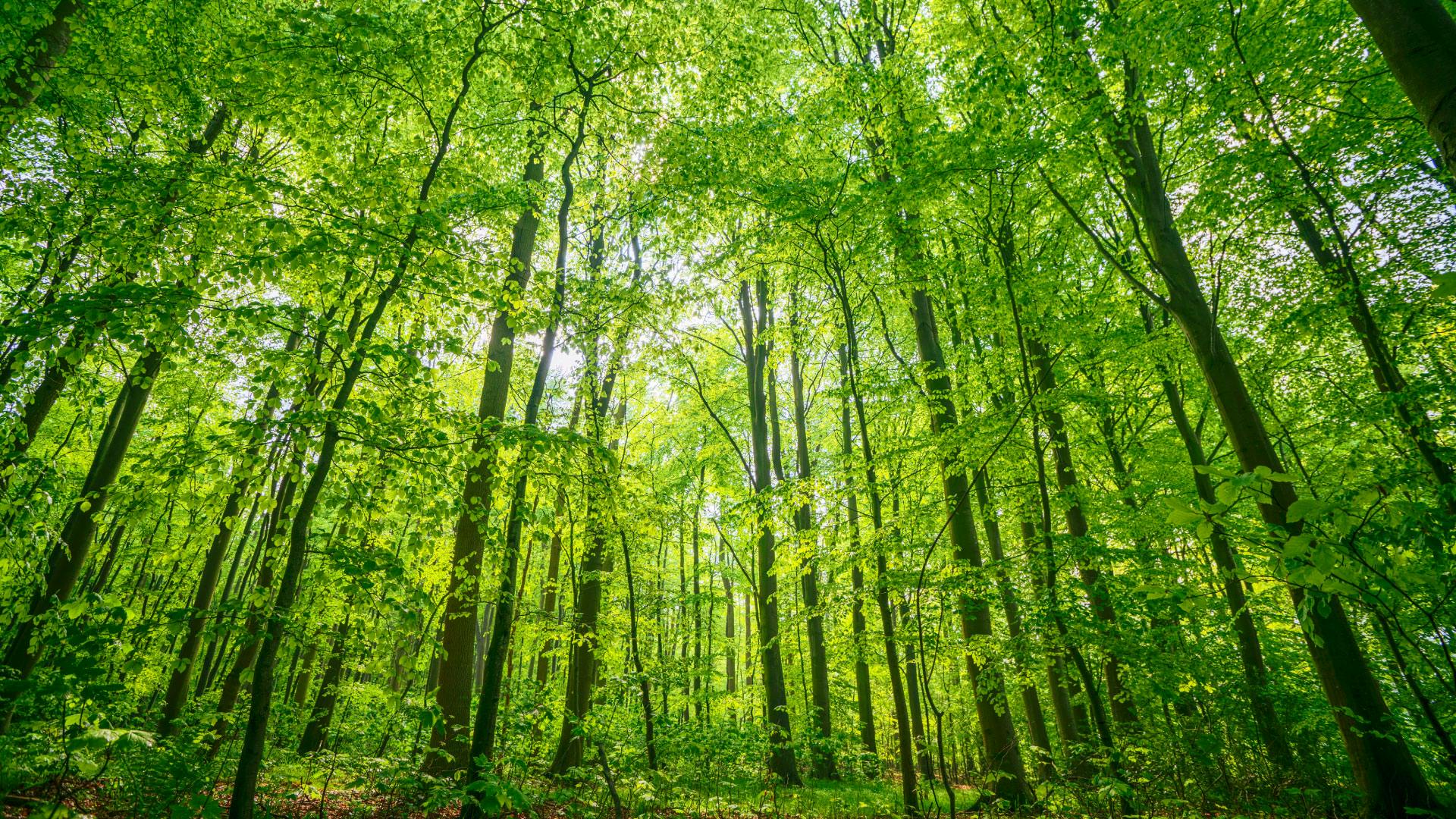 Krungthai-AXA Life Celebrates National Forest Conservation Day and ...