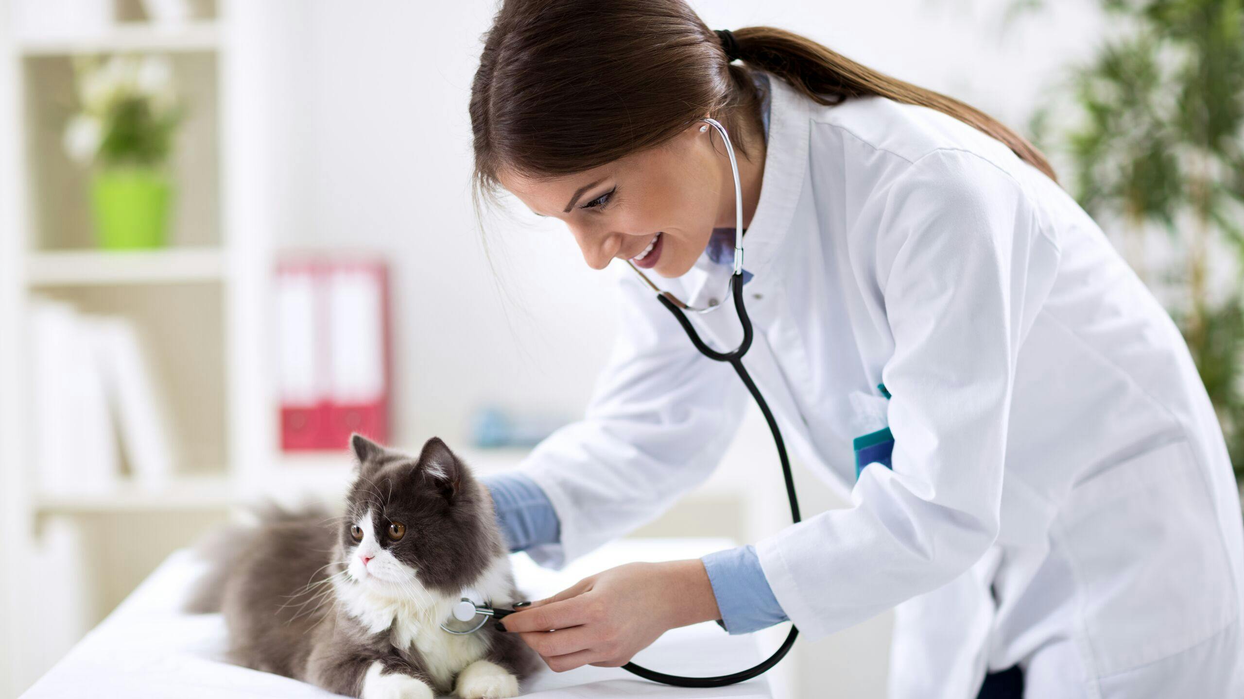 Axa luxembourg : assurance santé chat frais vétérinaire