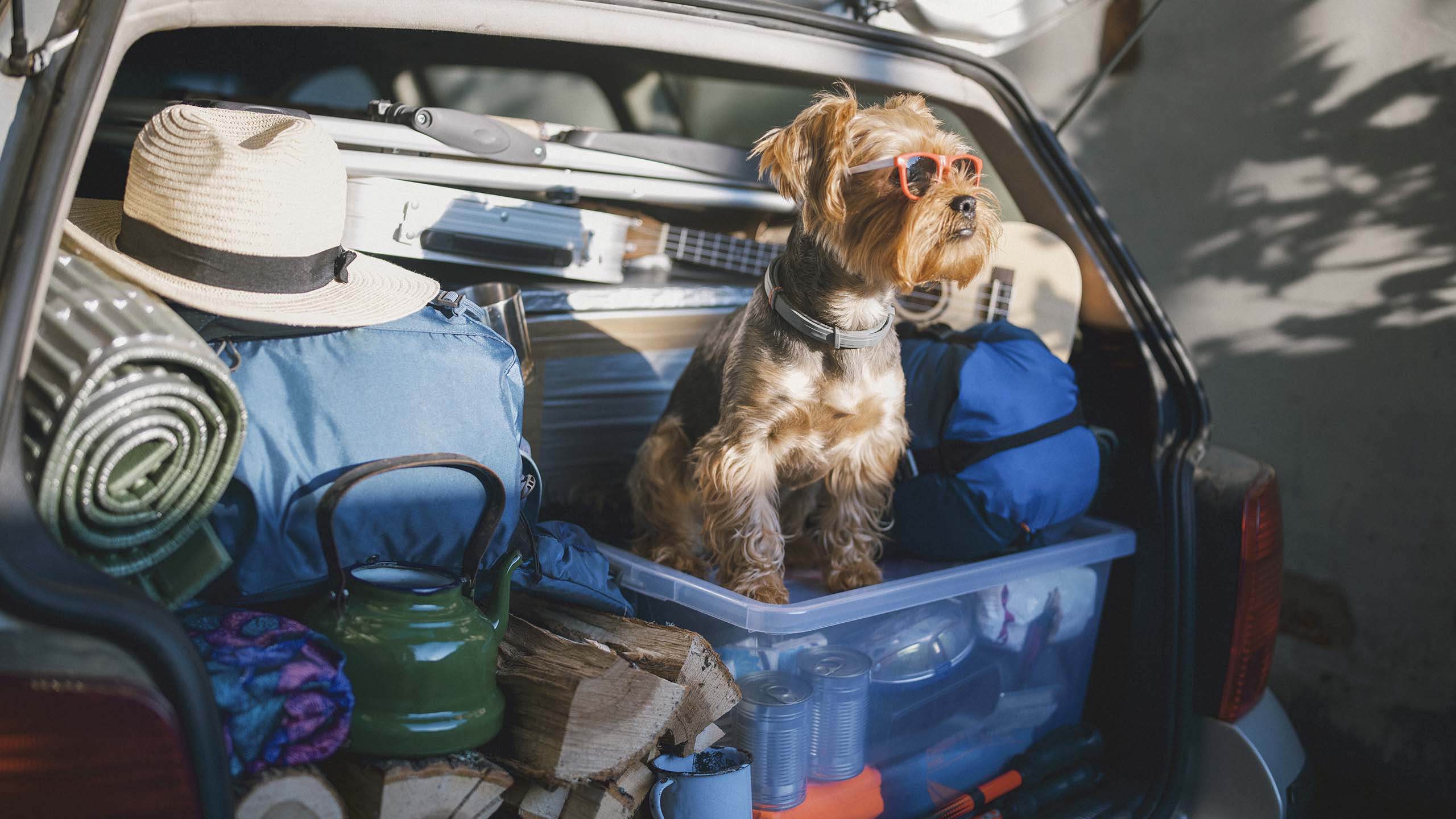 Dog travelling in 2025 car boot law