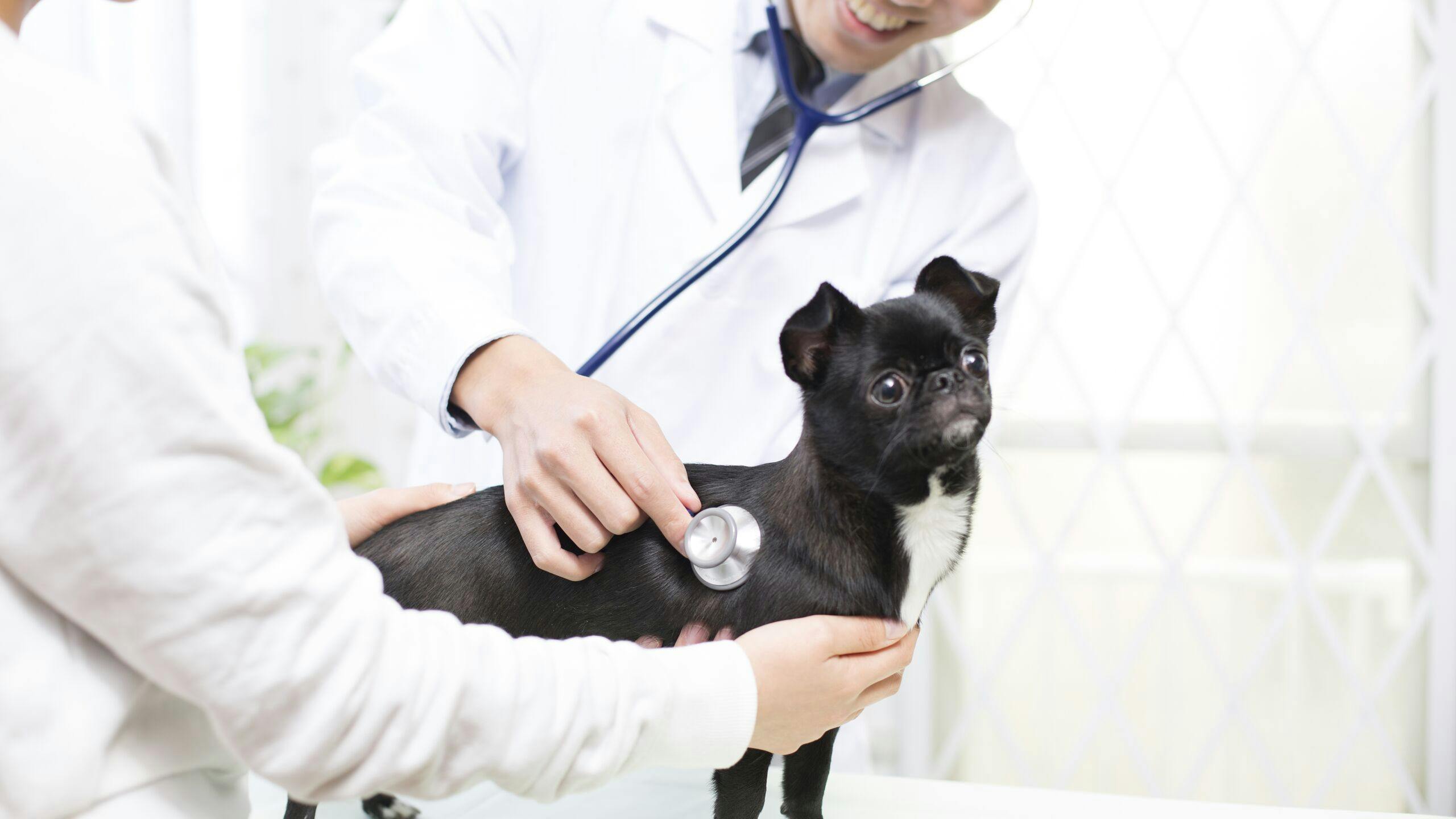 Axa luxembourg : imprévus santé chien frais vétérinaire