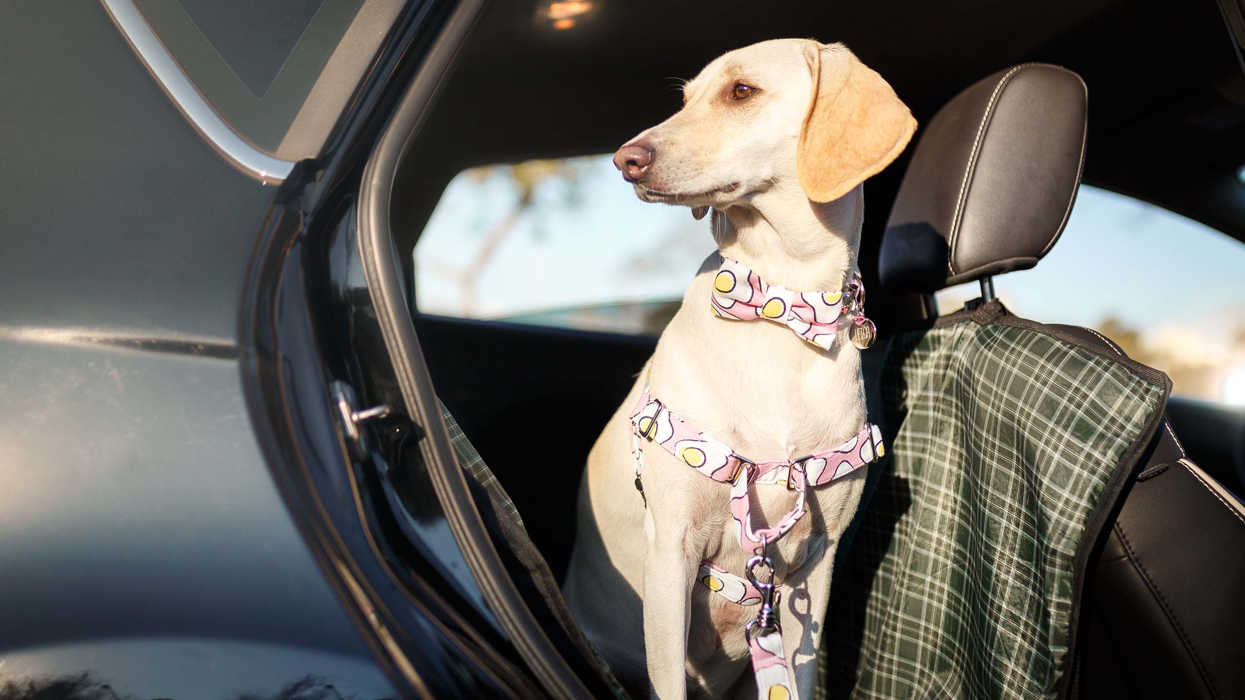 Dog travelling in outlet car boot law