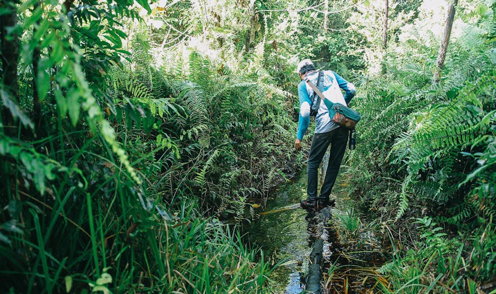 AXA increases its contribution to the restoration of the Sumatra Merang Peatland